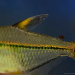 Ulrey's Tetra, photo 6