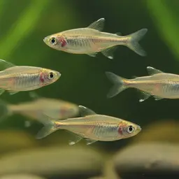 Ulrey's Tetra, photo 7
