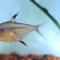 Featherfin Tetra, photo 1