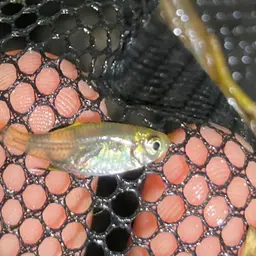 Featherfin Tetra, photo 3