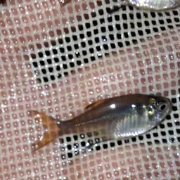 Featherfin Tetra, photo 4