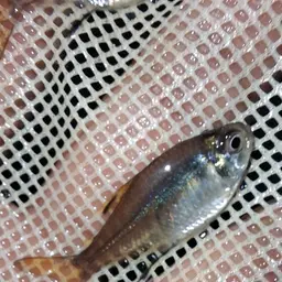 Featherfin Tetra, photo 5