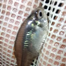 Featherfin Tetra, photo 6