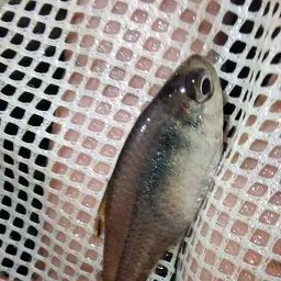 Featherfin Tetra, photo 7