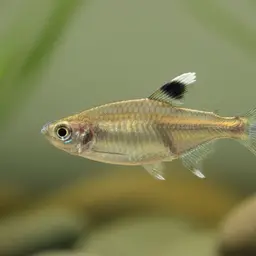 Featherfin Tetra, photo 9