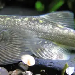 Taiwanese Hillstream Loach, photo 1