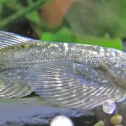 Taiwanese Hillstream Loach, photo 2