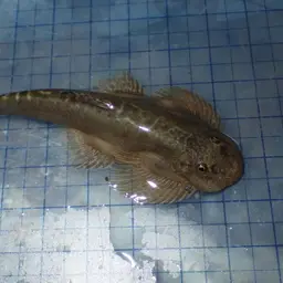 Taiwanese Hillstream Loach, photo 3