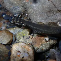 Taiwanese Hillstream Loach, photo 4