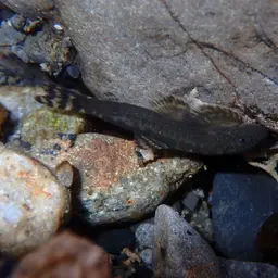 Taiwanese Hillstream Loach, photo 5