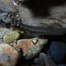 Taiwanese Hillstream Loach, photo 6