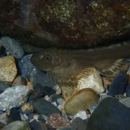Taiwanese Hillstream Loach, photo 7