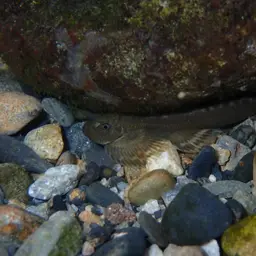 Taiwanese Hillstream Loach, photo 9