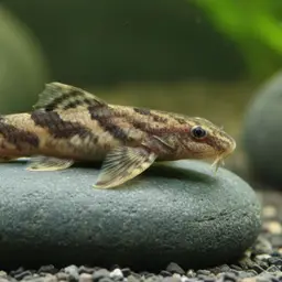Taiwanese Hillstream Loach, photo 10