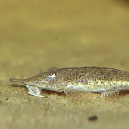 Knobnose Whiptail Catfish, photo 1