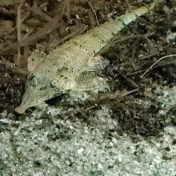 Knobnose Whiptail Catfish, photo 2