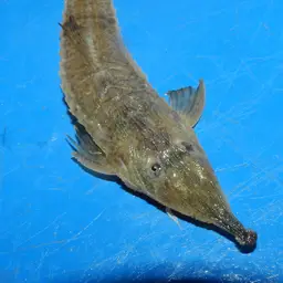 Knobnose Whiptail Catfish, photo 3