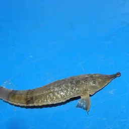 Knobnose Whiptail Catfish, photo 4