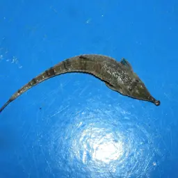 Knobnose Whiptail Catfish, photo 5