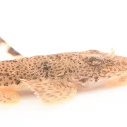 Knobnose Whiptail Catfish, photo 6