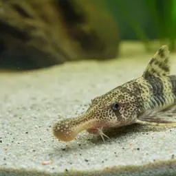 Knobnose Whiptail Catfish, photo 7