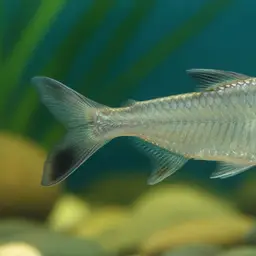 Hemiodus immaculatus