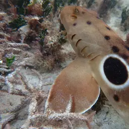 Epaulette Shark, photo 2