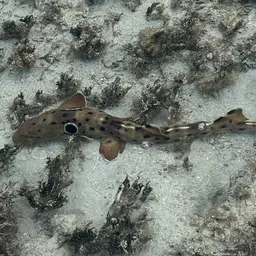 Epaulette Shark, photo 3
