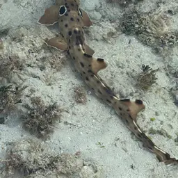 Epaulette Shark, photo 4