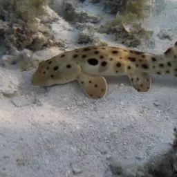 Epaulette Shark, photo 5