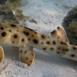 Epaulette Shark, photo 6