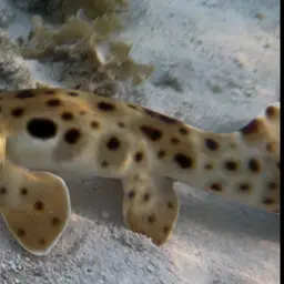 Epaulette Shark, photo 7