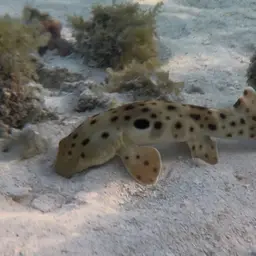 Epaulette Shark, photo 8