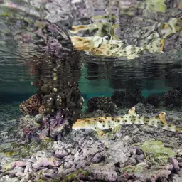 Epaulette Shark, photo 9