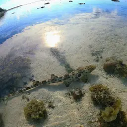 Epaulette Shark, photo 10