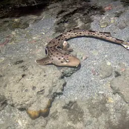 Epaulette Shark, photo 11