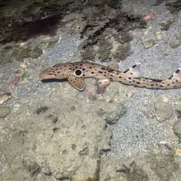 Epaulette Shark, photo 12