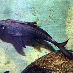 Synodontis membranaceus (Geoffroy Saint-Hilaire, 1809), photo 1