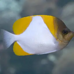 Pyramid Butterflyfish