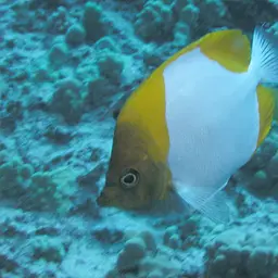 Pyramid Butterflyfish, photo 3