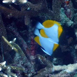 Pyramid Butterflyfish, photo 4