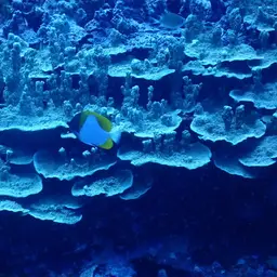 Pyramid Butterflyfish, photo 5