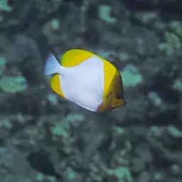 Pyramid Butterflyfish, photo 6