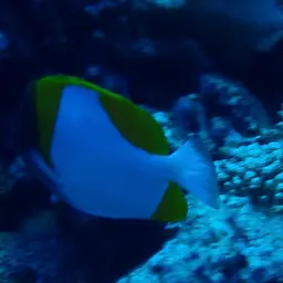 Pyramid Butterflyfish, photo 7