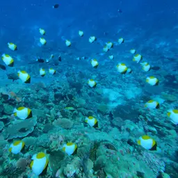 Pyramid Butterflyfish, photo 8