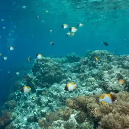 Pyramid Butterflyfish, photo 9
