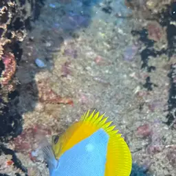 Pyramid Butterflyfish, photo 10