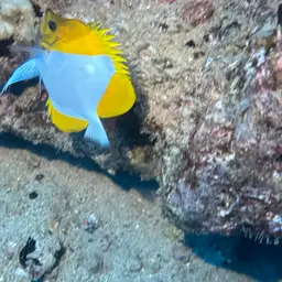 Pyramid Butterflyfish, photo 11