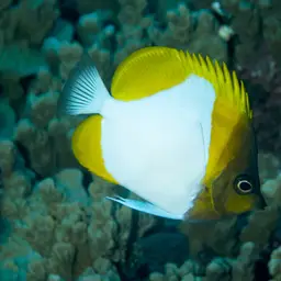 Pyramid Butterflyfish, photo 12