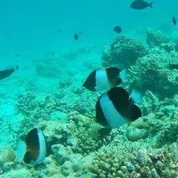 Pyramid Butterflyfish